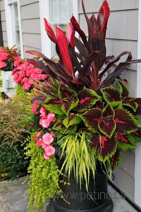 A collection of beautiful and colorful flower container ideas for your porch and patio! Lots of unique and unexpected summer porch planter ideas. Summer Planter, Canna Lily, Container Gardening Flowers, Planter Ideas, Outdoor Flowers, Garden Containers, Container Flowers, Contemporary Landscape, Outdoor Planters