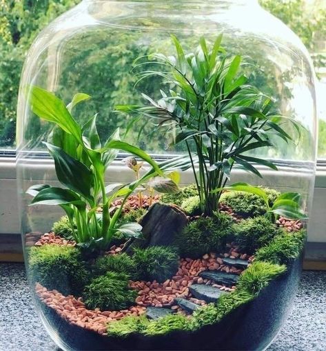 Ideal for beautify your favourite place❤️ Closed Terrarium Plants, Diy Succulent Terrarium, Indoor Water Garden, Beautiful Terrariums, نباتات منزلية, Mini Terrarium, Desain Lanskap, Moss Terrarium, Bottle Garden