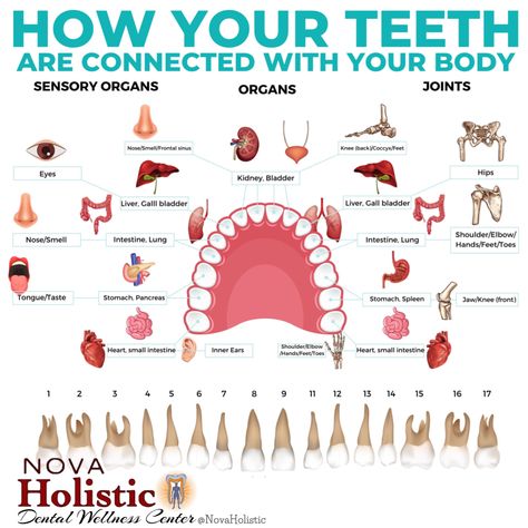 How your teeth are connected with your body! #DrSheriSalartash #integrativemedicine #holistic #novaholistic #functionalmedicine #pain #tmj Holistic Dentistry, Tooth Chart, Wisdom Teeth Removal, Facial Yoga, Bloated Stomach, Reflexology Massage, Healthy Herbs, Dental Surgery, Natural Health Tips