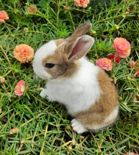 Cute rabbit picture | nature's beauty | orange carnation | baby animals Dutch Bunny, Cutest Bunny Ever, Dutch Rabbit, Rabbit Colors, Mini Lop, Painting Reference, Reference Pics, Interesting Animals