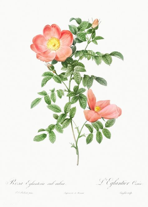 Red sweet brier, also known as Cherry Rosehip (Rosa eglanteria sub rubra) from Les Roses (1817–1824) by Pierre-Joseph Redouté. Original from the Library of Congress. Digitally enhanced by rawpixel. | free image by rawpixel.com / Library of Congress (Source) Sweet Briar, China Rose, Anemone Flower, Rose Trees, Briar Rose, Botanical Drawings, Rock Design, Digital Flowers, Botanical Flowers