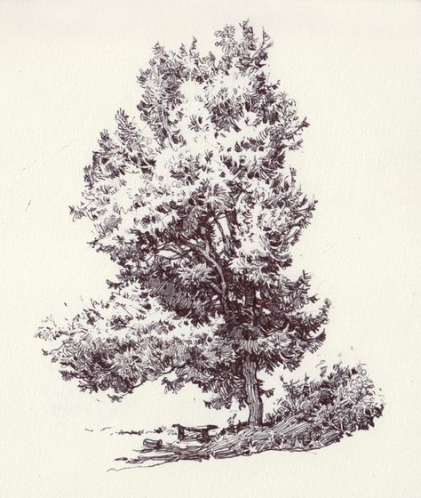 숲 사진, Tree Drawings, Plant Sketches, Tree Drawings Pencil, Ink Water, Urban Sketches, Tree Sketches, Landscape Sketch, Cross Hatching