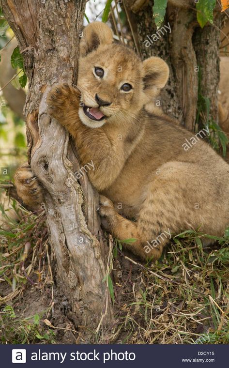 Download this stock image: lion cub hugging and playing with a tree stump (Panthera Leo) - D2CY15 from Alamy's library of millions of high resolution stock photos, illustrations and vectors. Lion Cubs Playing, Lion Cubs, Panthera Leo, Lion Cub, Lion Tattoo, Large Animals, Zebras, Big Cats, Ebern Designs