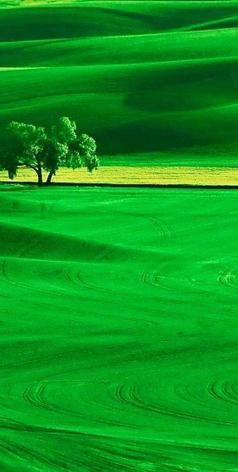 Greenery Pictures, Beautiful Scenery Wallpaper, My First Vlog, New Nature Wallpaper, Green Scenery, Photoshop Backgrounds Backdrops, Beautiful Nature Wallpaper Hd, Beautiful Wallpaper For Phone, Amazing Nature Photos