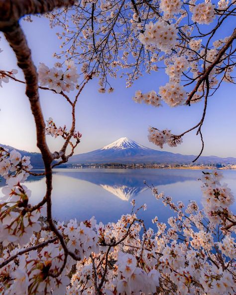 From Kawaguchi lake in the morning
Mt. Fuji on the horizon 🌸  📷 @ta.tsu_75 Kawaguchi Lake, Mt Fuji, On The Horizon, The Horizon, In The Morning, The Morning, Lake