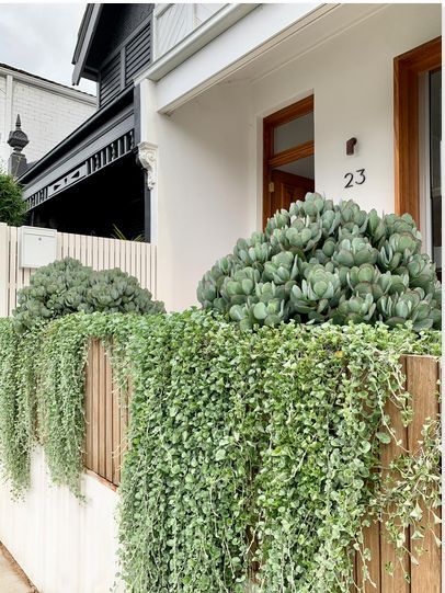 Silver falls and Crassula bluebirds next to a little white bench seat for afternoon hangs. New paving and a raised planter all making an entrance that never fails to wow the passers by. Dichondra Silver Falls, Spa Garden, Silver Falls, Australian Garden, Coastal Gardens, Front Landscaping, Backyard Inspo, Home Landscaping, Garden Landscape Design