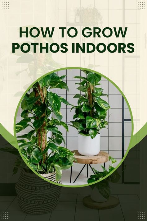 How to Grow Pothos Indoors Devils Ivy Indoor Ideas, Devils Ivy Indoor, Ivy Indoor, Pothos Plants, Devils Ivy, Pothos Plant, Plant Care, How To Grow, House Plants