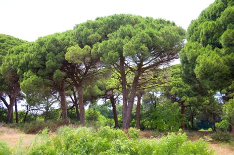 Pinus pinea - Architectural Plants Pinus Pinea, Green Traffic Light, Palm Tree Fruit, Italian Stone, Italian Cypress, Architectural Plants, Permaculture Gardening, Mediterranean Garden, Cypress Trees