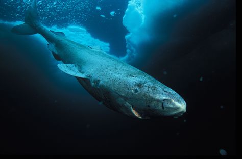 3840x2535 greenland shark 4k hi def desktop wallpaper Greenland Shark, Shark Week, Great White Shark, Ocean Creatures, Bora Bora, In The Ocean, Ocean Life, Sea Animals, Animal Theme