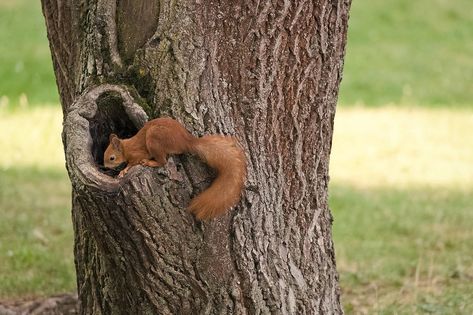 Squirrel Climbing Tree, Squirrel In Tree, Squirrel On Tree, Squirrel Home, Squirrel Tail, Invisible String, Fluffy Tail, Climb Trees, Nature Park