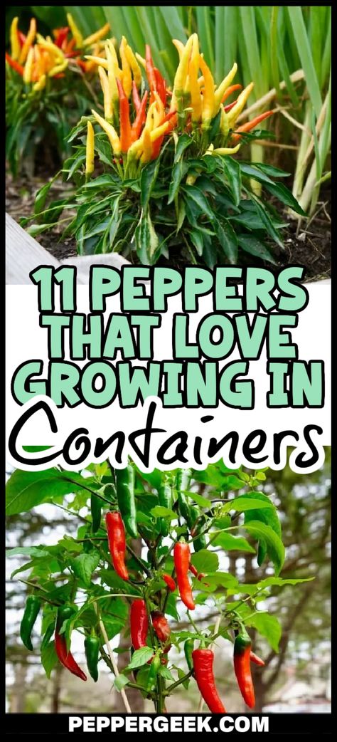 One of the most important choices you’ll make is which variety to grow in a container. Some peppers are better suited for growing in pots than others. So, in this article, I’ll share 11 different peppers to grow in containers. Growing Peppers In Containers, Growing Peppers In Pots, Peppers In Pots, Growing Green Peppers, Pepper Growing, Growing Hot Pepper, Growing In Containers, Grow Peppers, Growing In Pots