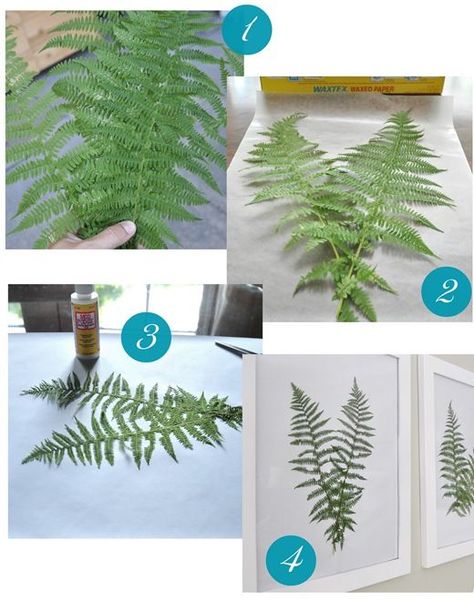 1) Gather fern fronds  2)  Lay fronds between wax paper and press flat between large heavy books for 2-3 days.  3)  Lay flattened ferns on paper and affix to paper with a tiny bit of Mod Podge or craft glue, 4) display behind glass in frames. Fern Wall, Fern Wall Art, Ferns Garden, Fern Frond, Diy Wand, Deco Floral, Glue Crafts, Nature Crafts, Mod Podge