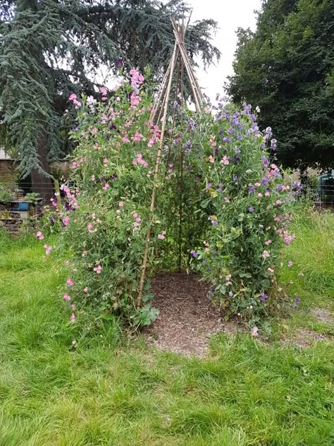 My sweetpea teepee has really flourhised! Sweetpea Teepee, Flower Teepee, Sweetpea Trellis, Trailing Plant Teepee, Sweetpea Flower, Teepee Trellis, Garden Bed Layout, Pathway Landscaping, Potager Garden