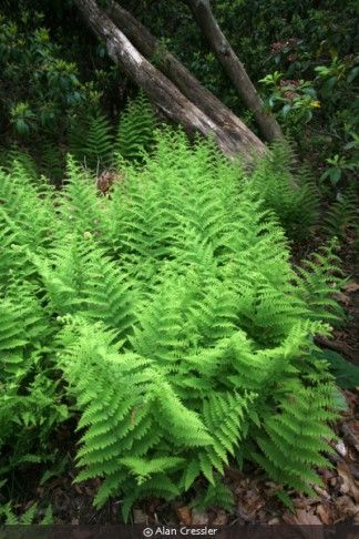 Inexpensive Landscaping, Outdoor Landscape Design, Ferns Garden, Vegetable Garden Tips, Alpine Plants, Home Vegetable Garden, Woodland Garden, Container Garden, Farm Gardens