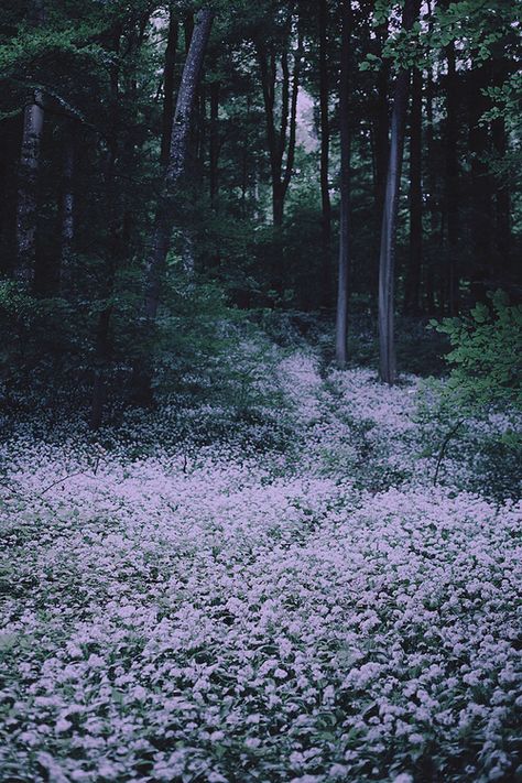 El camino se teñía de un rosa pálido , un bosque oscuro marcado por las flores Sam Core, Seasonal Aesthetic, Lala Land, Book Character, Katniss Everdeen, Story Inspiration, Nature Landscape, Enchanted Forest, Aesthetic Photo