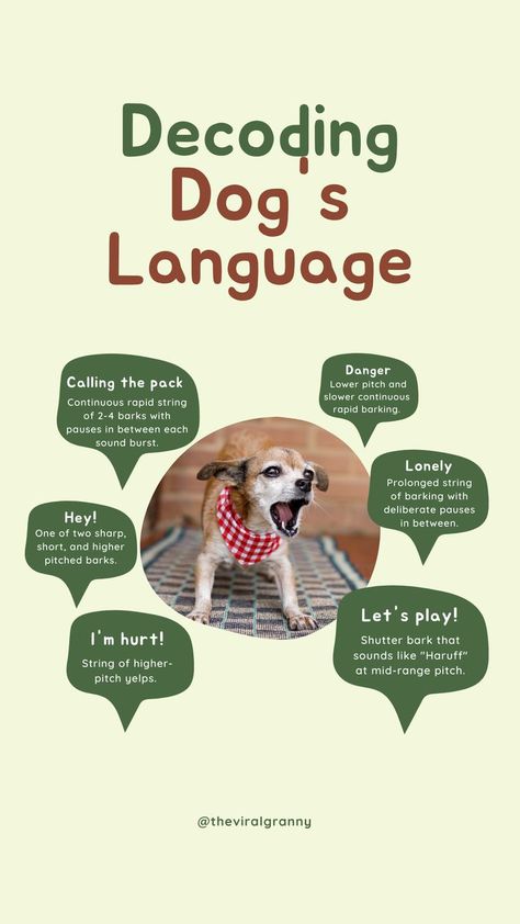 Every day, we hear our dogs barking, sometimes high-pitched, sometimes low. What's my dog barking about? Its language? Ron Pleece says, "Dogs don't "speak a language" but communicate through "body language." Bark tone, frequency, aggressiveness, force, or subtlety along with body placement, teeth displaying, stance, eyes, tail, neck hair, and overall demeanor reveal their intent or guide yours." Let's figure out what your dog means when he barks. Remember this! Dogs Barking, Dog Language, Don't Speak, Dog Barking, Lets Play, Body Language, Remember This, My Dog, When He