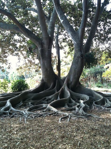 I am calling this the Loving Trees because they are intertwined as if holding  one another.  Fig/Bodhi Tree, Marie Selby Botanical Gardens, Sarasota FL; 2010 Eclectic Exterior, Weird Trees, Gothic Garden, Sacred Tree, Bodhi Tree, Beautiful Trees, Tree Artwork, Artwork Ideas, Tree Trunks