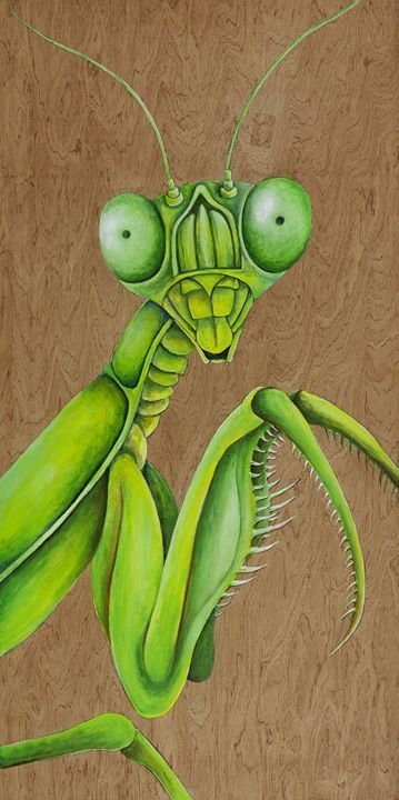 Praying Mantis Art, Prey Mantis, Mantis Tattoo, Bugs Drawing, Mantis Religiosa, Painted Backdrops, Bug Art, Beautiful Bugs, Praying Mantis