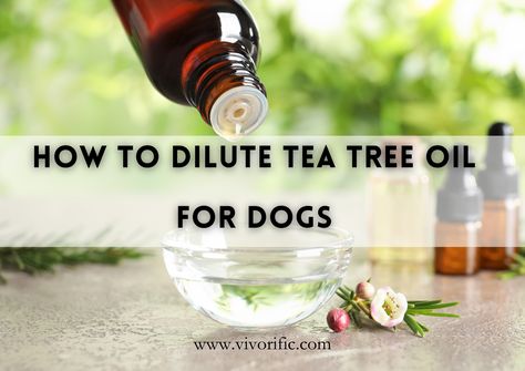 How To Dilute Tea Tree Oil For Dogs Tea Tree Oil For Dogs Ears, Common Cold Symptoms, Dogs Ears, Essential Oils Dogs, Coconut Oil Spray, Dogs Ears Infection, Persistent Cough, Oils For Dogs, Cold Symptoms