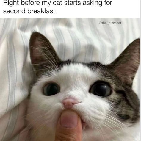 Cute Cat Memes, Cheezburger Cat, Silly Cats Pictures, Silly Animals, Have A Good Day, Funny Cute Cats, Funny Cat Videos, Silly Cats, Cute Creatures