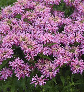 Monarda | Proven Winners Bee Balm Plant, Butterflies And Hummingbirds, Bright Pink Flowers, Sun Perennials, Bee Balm, Border Plants, Pink Plant, Proven Winners, Veg Garden