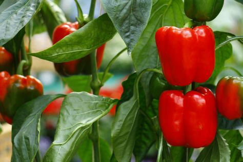 Pepper Companion Plants, Bell Pepper Plant, Growing Bell Peppers, Growing Peppers, Types Of Peppers, Pepper Plant, Summer Eats, Capsicum Annuum, Survival Gardening