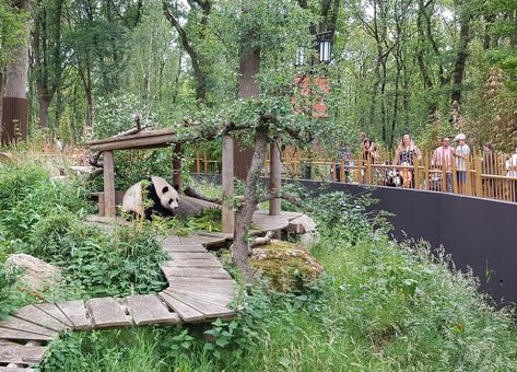 Panda, Ouwehands Dierenpark Rhenen Panda Enclosure, Zoo Enclosures, Zoo Boo, Zoo Inspiration, Zoo Ideas, Zoo Architecture, Level Design, Animal Habitats, Bamboo Forest