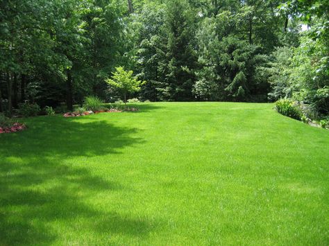 September may be the best month for getting your lawn in shape. Here are some fall lawn care tips for achieving a rich and luscious lawn next spring. Lawn Design Ideas, Grassy Backyard, Natural Lawn, Fall Lawn Care, Fall Lawn, Large Backyard Landscaping, Bush Garden, Lawn Landscape, Lawn Care Business