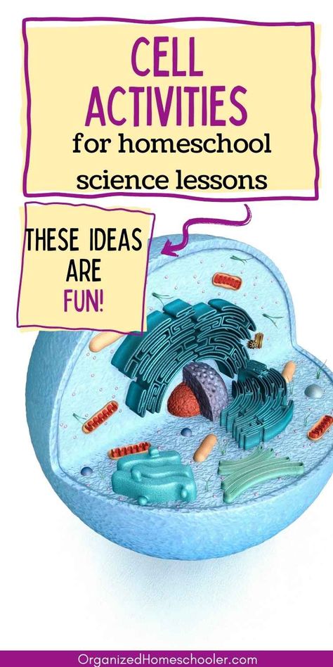 cell activities for homeschool science lessons these ideas are fun! written above a diagram of a cell Cell Labs For Middle School, Parts Of A Cell Activity, Biology Teaching Ideas, Human Cell Project Ideas, Plant And Animal Cell Project, Cell Project Ideas, Cell Activities, 4th Grade Science Projects, Project Based Learning Middle School