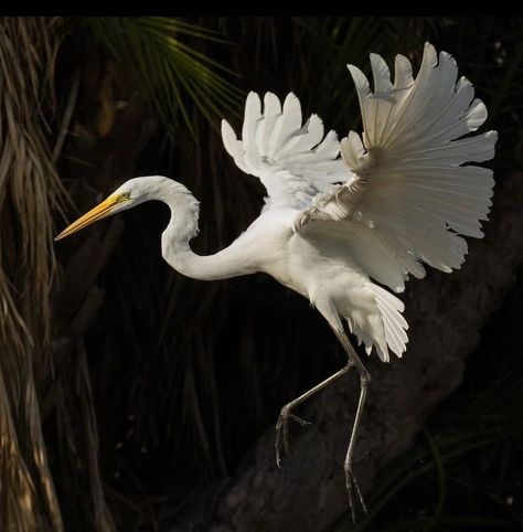 Bird Wings Photography, Herron Bird, Modern Birds, Animal Study, Bird Wings, Pretty Animals, Ideas Photography, Ap Art, Pretty Birds