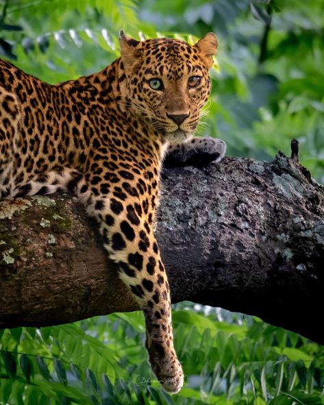 RAWR SZN | This leopard has an extremely rare mutation, heterochromia iridum, which causes each eye to be a different color, one appearing… | Instagram Heterochromia Iridum, Female Leopard, Safari Photography, Tiger Images, Different Colored Eyes, Forest Department, The Black Panther, Striped Cat, Wildlife Safari