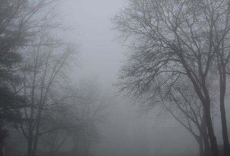 trees in dense fog Foggy Street, Isfp Infp, Dark Scenery, Misty Trees, Body Flowers, Fog Photography, Dark Forest Aesthetic, Forest Aesthetic, Dense Fog