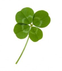 four leaf clover Valley Flowers, White Rabbits, Leaf Drawing, Hot Flashes, Lucky Clover, Healing Herbs, Four Leaves, Itchy Skin, Four Leaf