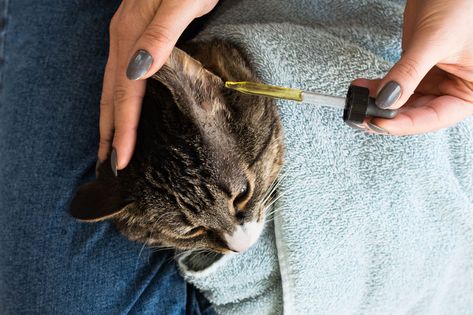 Cleaning your cat's ears should be a part of regular grooming habits. Here's how to do it properly. How To Clean Cats Ears, Clean Cat Ears, Ear Massage, Ear Wax Buildup, Cat Health Problems, Itchy Ears, Homemade Cat Toys, Smelly Cat, Ear Drops