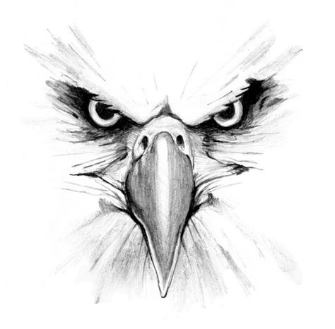 Drawings of Eagle Heads | Eagle head 1 Eagle Face Tattoo, Bird Logo Inspiration, Tato Phoenix, Eagle Face, Eagle Drawing, Illustration Tattoo, Tattoo Zeichnungen, Bird Sketch, Eagle Tattoos