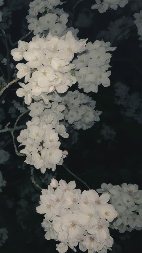 Simplistic Wallpaper, Theme Nature, Nothing But Flowers, Ethereal Art, Pretty Wallpapers Backgrounds, Ipad Wallpaper, Scenery Wallpaper, Flower Wallpaper, Cool Wallpaper