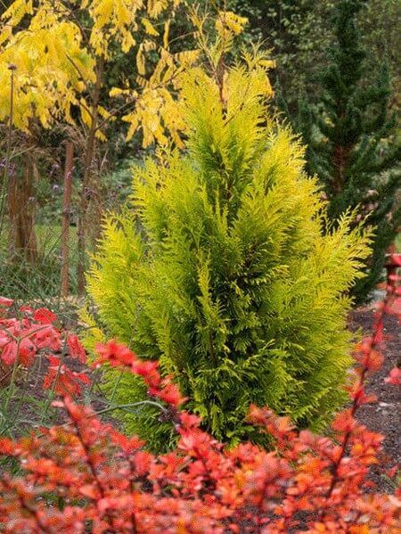 24 Different Types of Arborvitae Trees for Your Yard (With Pictures) Arborvitae Landscaping, Thuja Plicata, Plant Combos, Fast Growing Hedge, Pool Plants, Growing Trees, Arborvitae Tree, Gold Foliage, Gloomy Weather