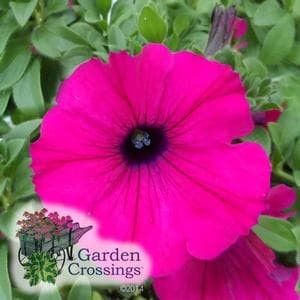 (Petunia) SUPERTUNIA® ROYAL MAGENTA® Petunia has deep hot pink blooms with a dark purple center that will bring a pop of color to your garden. SUPERTUNIA® ROYAL MAGENTA® Petunia blooms continuously, does not need to be deadheaded, has wonderful fragrance, and will attract butterflies and hummingbirds to your garden. It grows 6-10 Black Mamba Petunia, Mexican Petunia Care, Mexican Petunia, Black Magic Petunia, Wild Petunia, Purple Petunias, Shade Perennials, Attract Butterflies, Annual Plants