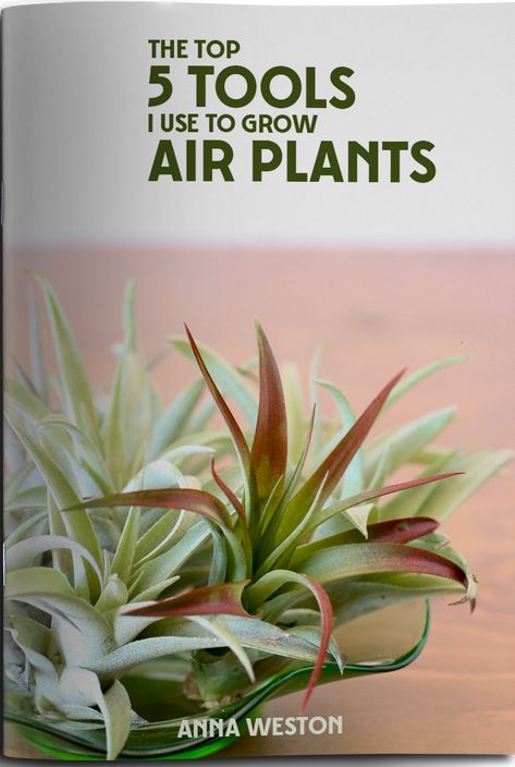 Air Plants Diy, Air Plant Garden, Air Plants Decor, Air Plants Care, Air Plant Display, Tillandsia Air Plant, Air Plant Terrarium, Inside Plants, Indoor Plant Care