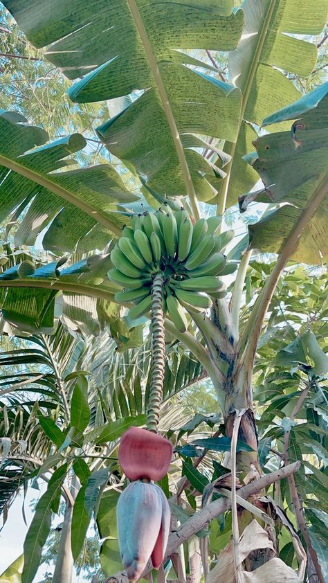 Plantain Tree, Travel Notes, Beautiful Scenery Nature, Honduras, Beach Life, Green, Flowers, Plants, Travel