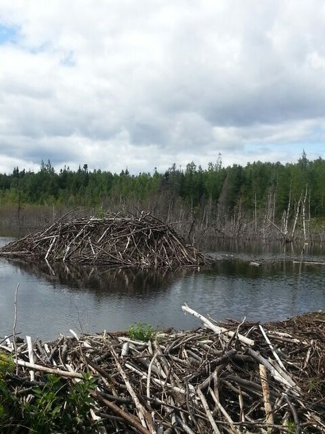 Beaver house and dam Artificial Pond, Beaver Lodge, Beaver Homes, Boundary Waters, Alaska Vacation, Beaver Dam, River Delta, Childrens Drawings, River Bank