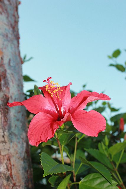 Flora Holguin Cuba Cuba Country, Holguin, Rose Crafts, Hibiscus Plant, Small Palms, Shadow Pictures, Cuba Travel, Plant Photography, Beach Time