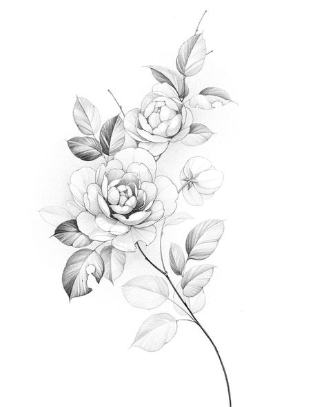 Korean Floral Tattoo, Peony Flower Tattoos Drawings, Peony Drawing Tattoo, Peony Back Tattoo, Peonies Tattoo Design, Peony Flower Tattoo Design, Peony Flower Drawing, Fineline Flower Tattoo, Peonies Drawing