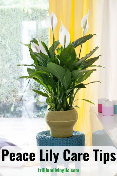 Peace Lily Benefits, Calathea Crocata, Peace Lily Plant Care, Peace Lily Care, Lily Plant Care, Lily Care, Peace Lilies, Diy Container Gardening, Lily Plant