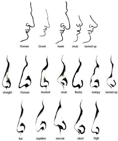 Different Types Of Noses, Types Of Noses, Noses Drawing, Greek Nose, Hair Conditioner Recipe, Upturned Nose, Hooked Nose, Bulbous Nose, Nose Types