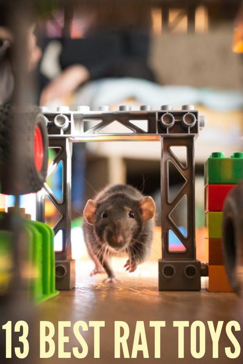 Diy Small Pet Toys, Mouse Enrichment Diy, Rat Toy Ideas, Rat Treats Recipes, Rat Enrichment Ideas, Rat Cages Ideas, Rat Enclosure Ideas, Diy Rat Toys Homemade, Rat Enrichment Diy