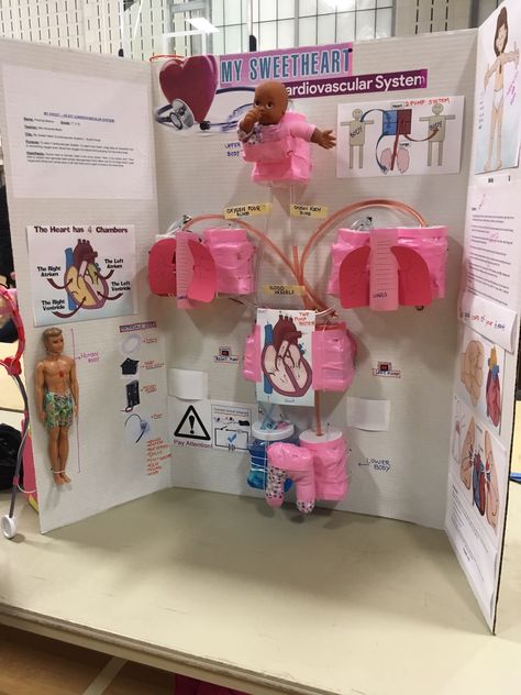 Medical Project Ideas, Aesthetic Science Fair Projects, Science Expo Projects Ideas, Human Body Science Fair Projects, Anatomy Science Fair Projects, School Exhibition Ideas Display, Heart Model Project, Chemistry Models Project, Heart Model Project Science