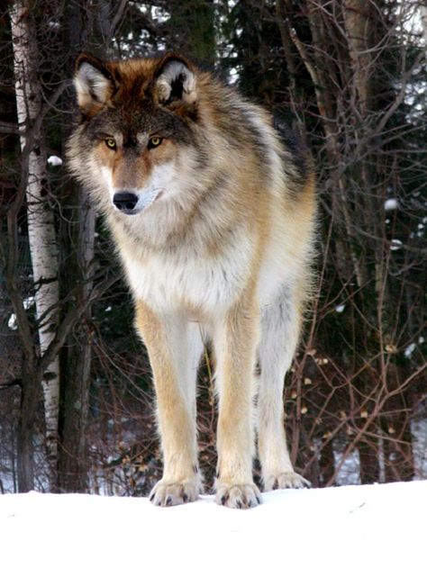 Timber wolf. iPhone wallpaper. Ely Mn, Wolf Poses, Wolf World, Wolf Hybrid, Wolf Photography, Wolf Images, Wolf Photos, Timber Wolf, Wolf Wallpaper