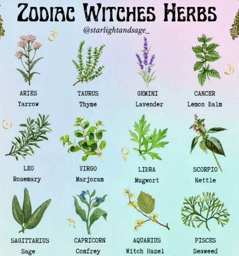 Herbs Of Gemini, Medicinal Botany, Herb Facts, Herb Meanings, Medicinal Herbs Remedies, Magickal Herbs, Zodiac Things, Witch Herbs, Healing Spirituality