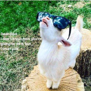 Goat Meme, Animals With Captions, Funny Animals With Captions, Baby Goat, Baby Goats, Funny Captions, Funny Mother, Cute Animal Videos